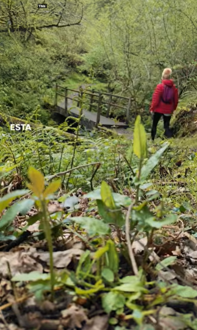 ursula dulcinea adentrandose en el bosque